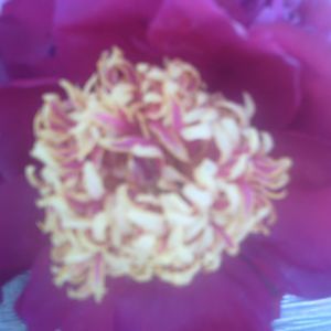 Meet your Posher, Barbara